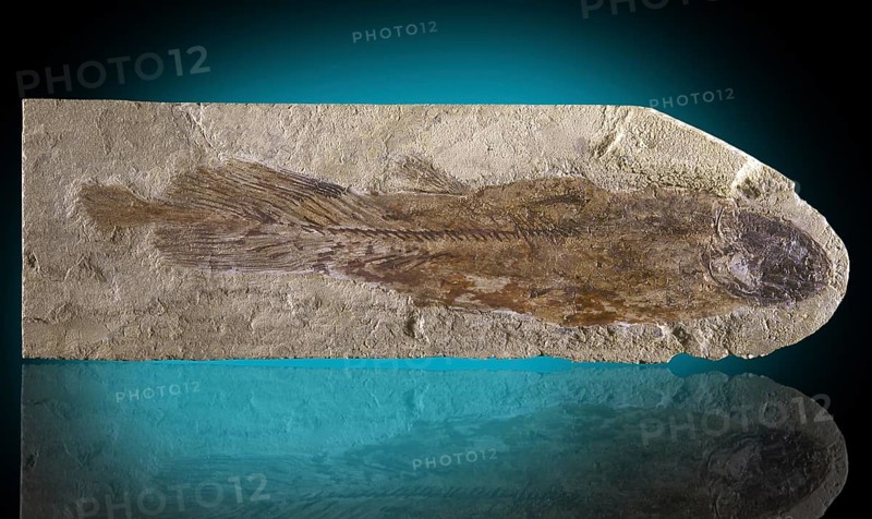 Coelacanth Fossil