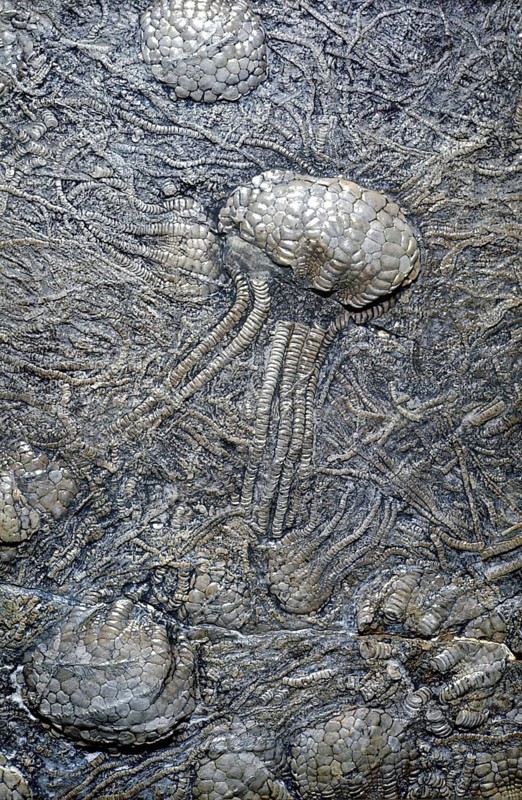 Crinoid Fossils