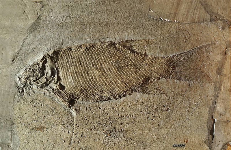 Primative Fossil Fish