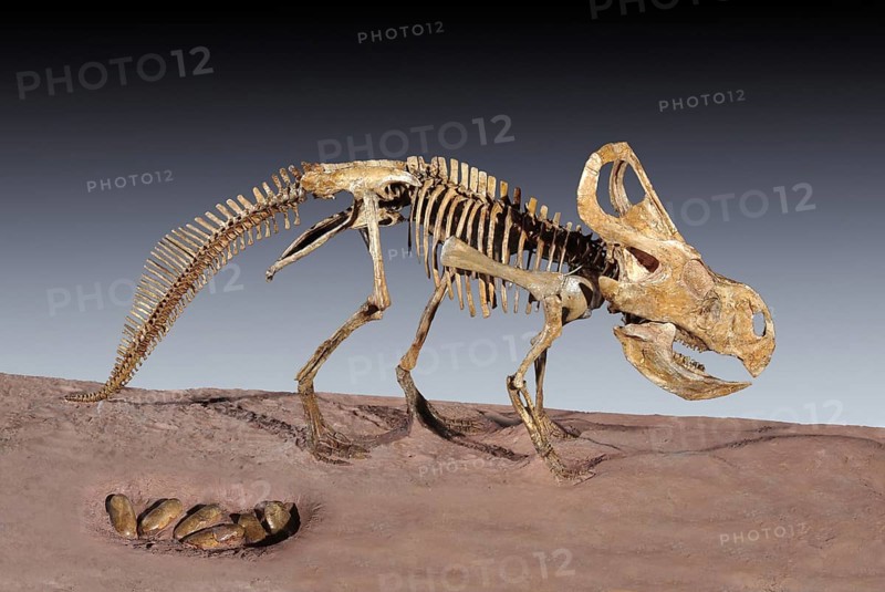 Protoceratops andrewsi with Nest