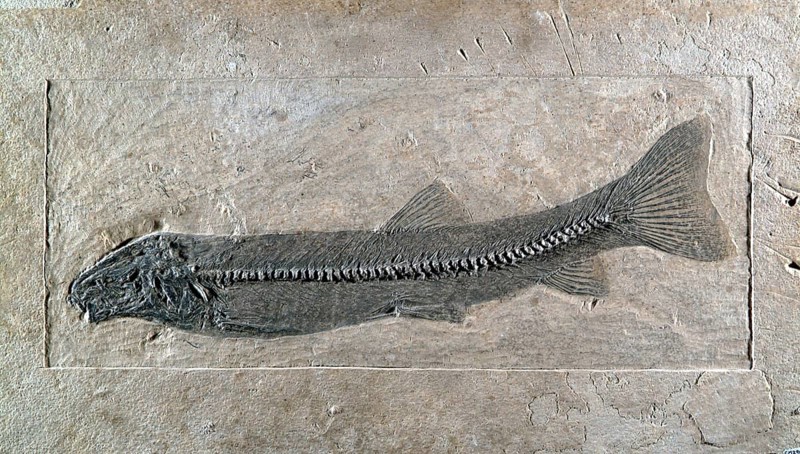 Fossil Fish