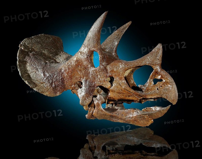 Triceratops horridus Skull