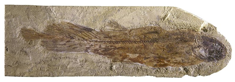 Coelacanth Fossil