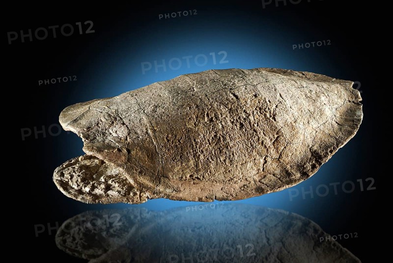 Fossil Turtle