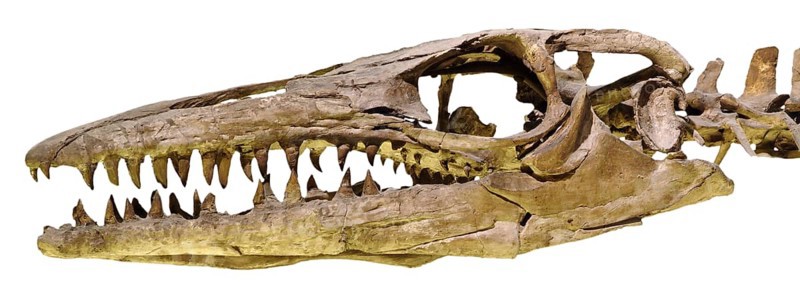 Marine Reptile