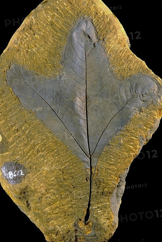 Sassafras Leaf Fossil