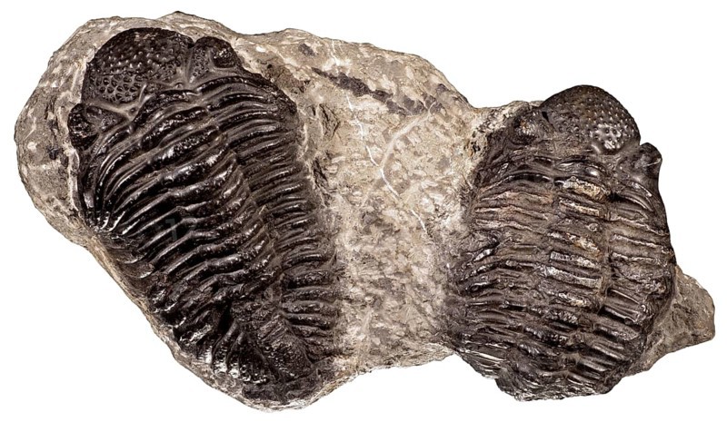 Trilobites