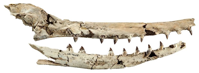 Xenorophus sp.