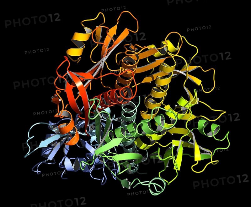 OXY-MYOGLOBIN Molecule