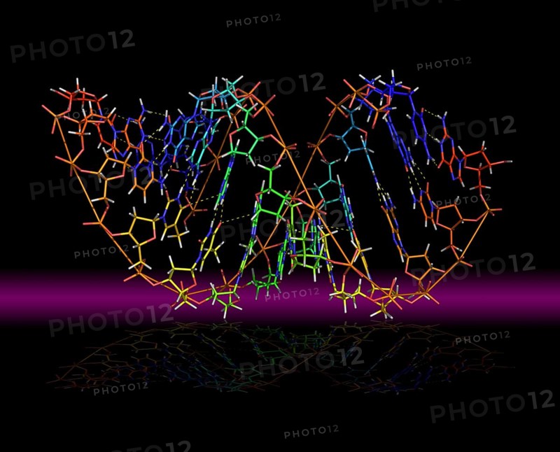 Deoxyribonucleic acid