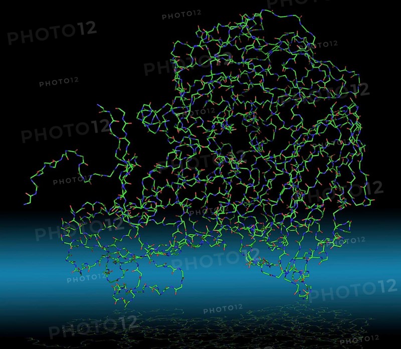 Molecule of a human rhinovirus 16 coat protein at high resolution