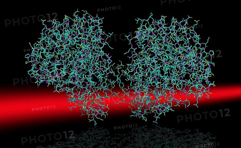 Structural Model of the H1N1 Swine Flu Virus