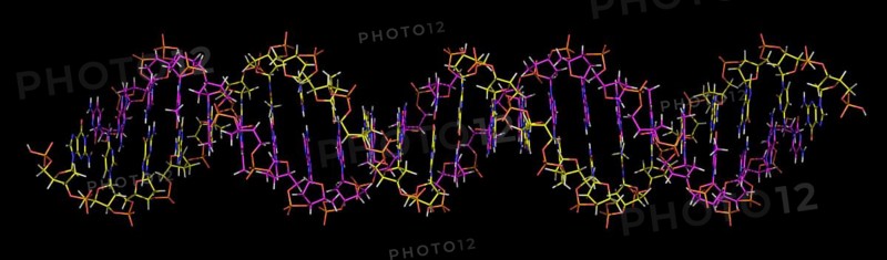 Deoxyribonucleic acid
