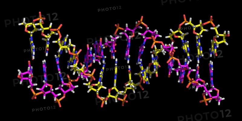 Deoxyribonucleic acid