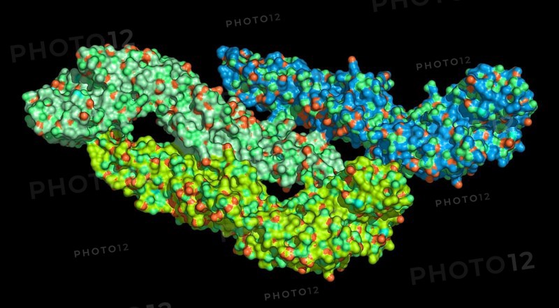 Dengue Virus