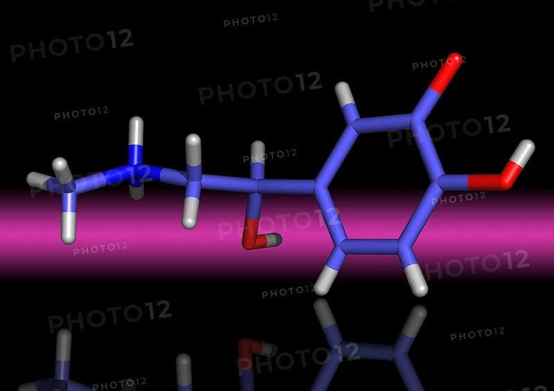 Adrenaline is a hormone synthesized in the adrenal medulla