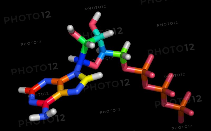 Molecule of Adenosine Triphosphate