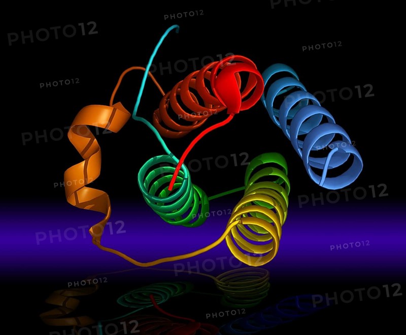 Leptin is a 16 kDa protein hormone that plays a key role in regulating energy intake and energy expenditure