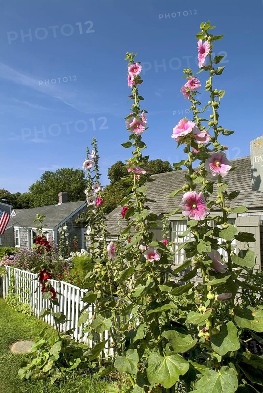 Flowering Hollyhocks