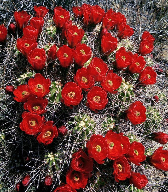 Claret Cup Cactus in Bloom