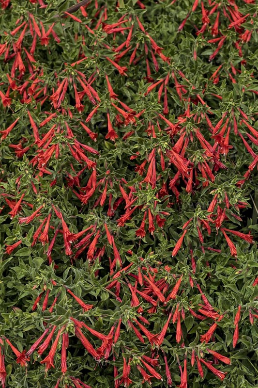 (Epilobium) canum, also known as California fuchsia or Zauschneria