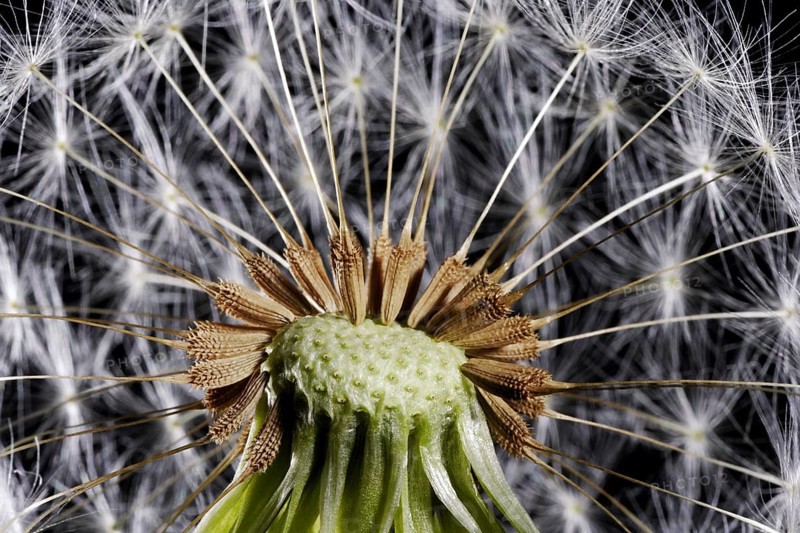 Dandylion Seeds Study