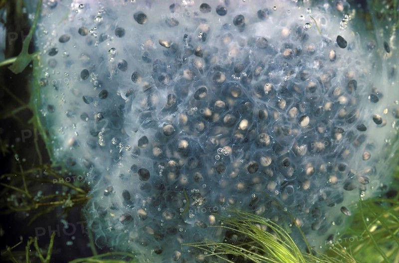 Bull Frog Egg Mass