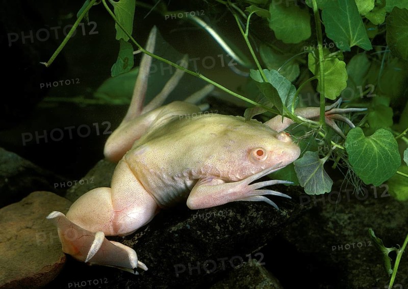 Albino