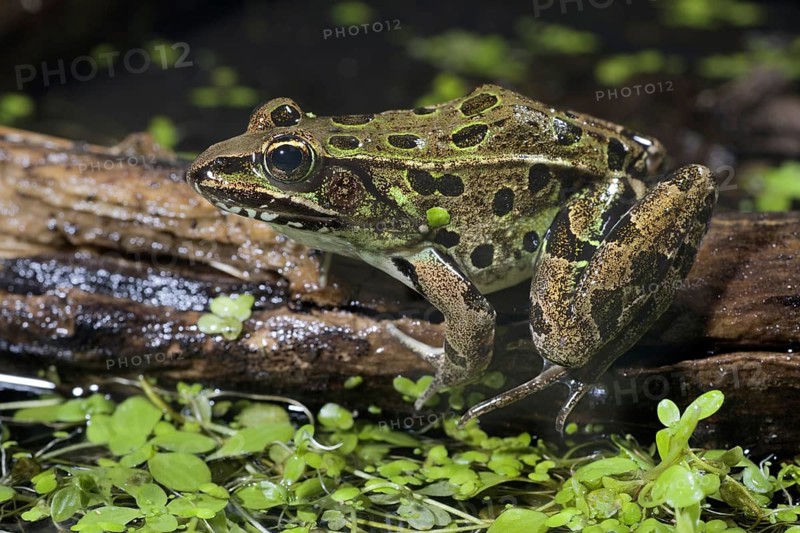 Leopard Frog
