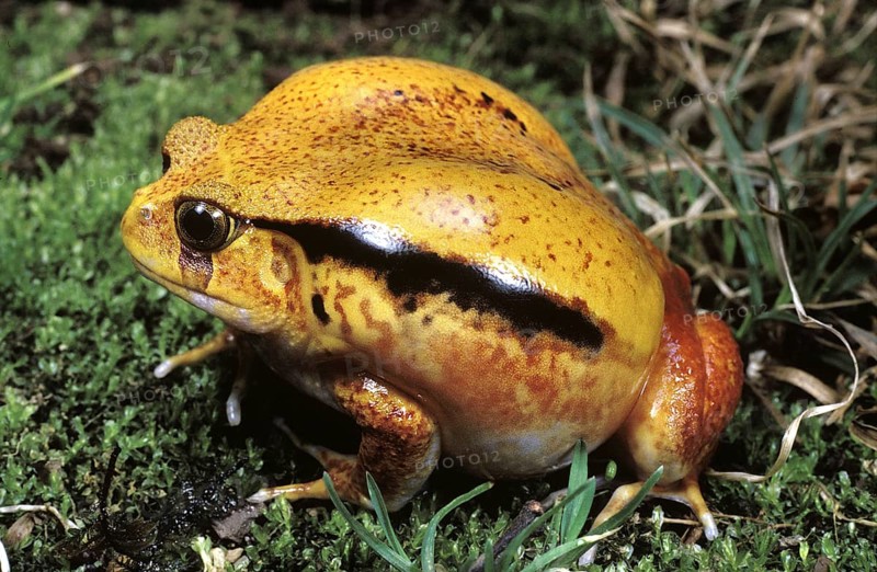 Tomato Frog