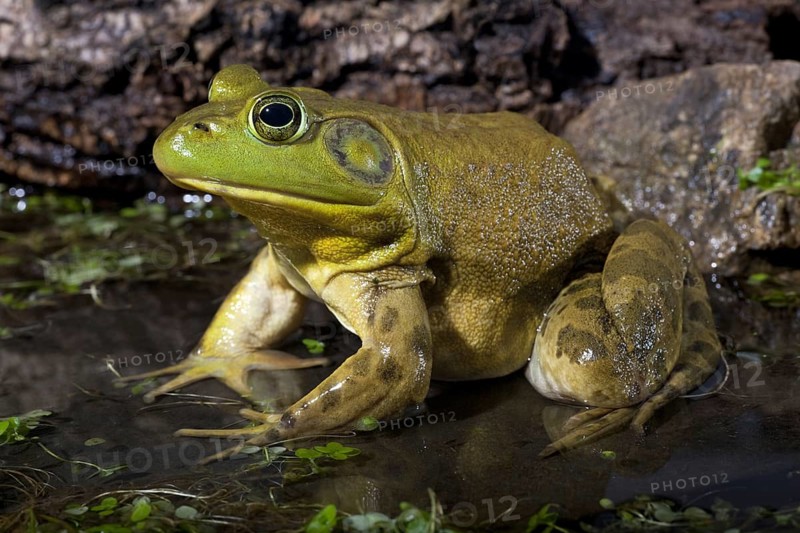 The American Bullfrog