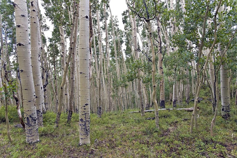 Aspen Grove