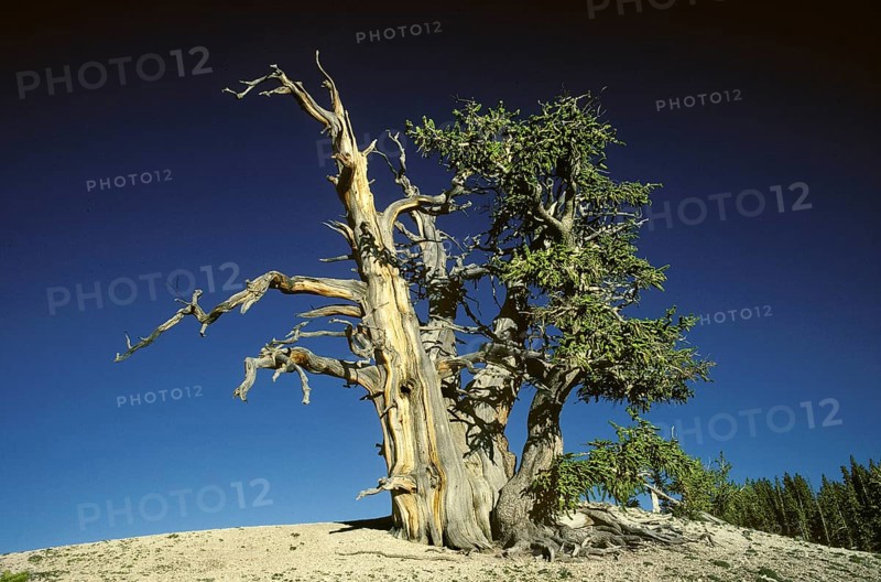 Bristlecone Pine