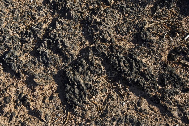 Cryptobiotic soil is a biological soil crust composed of living