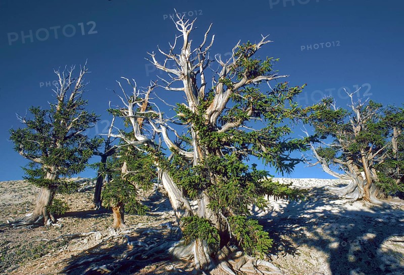 Bristlecone Pine Trees