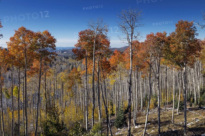 Changing Aspen
