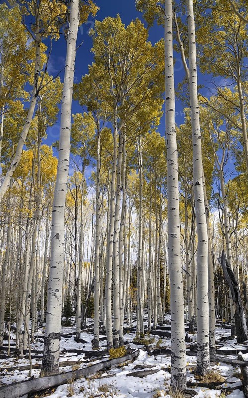 Changing Aspen