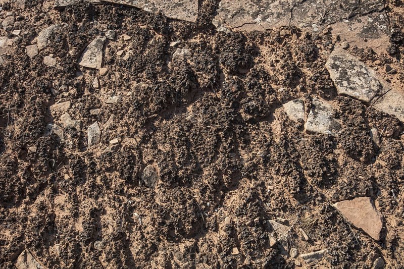 Cryptobiotic Soil Crusts