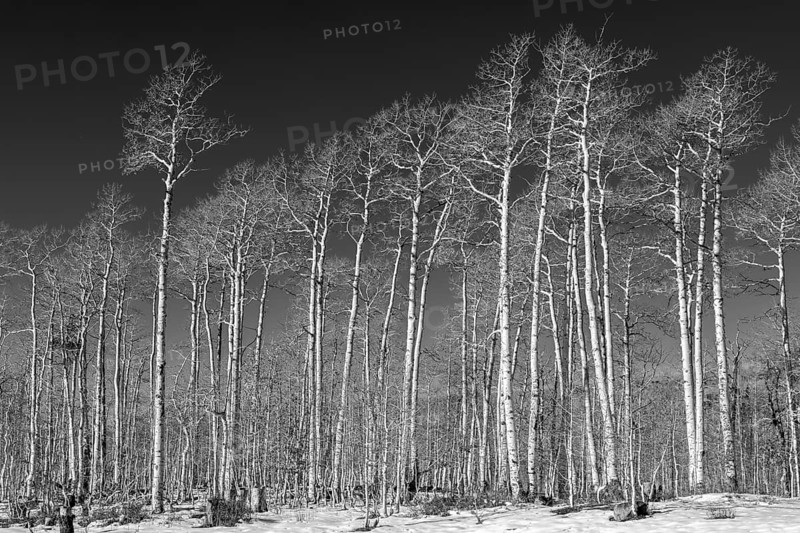 Winter Aspen