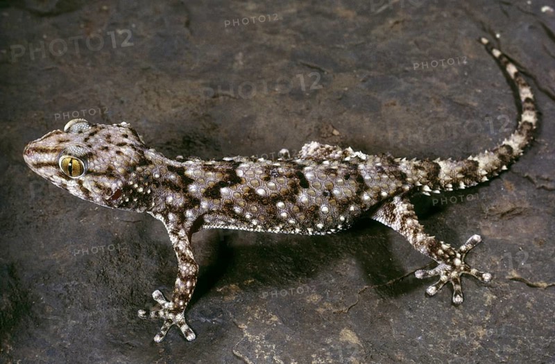MEDITERRANEAN GECKO