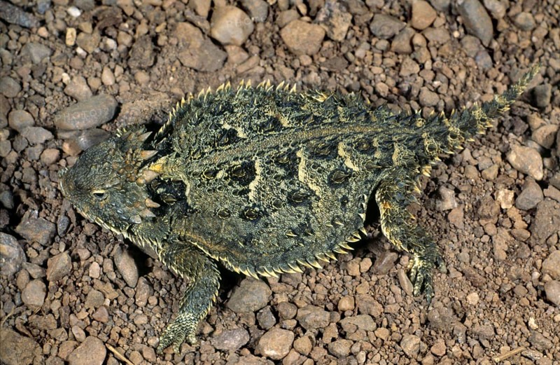 TEXAS HORNED LIZARD