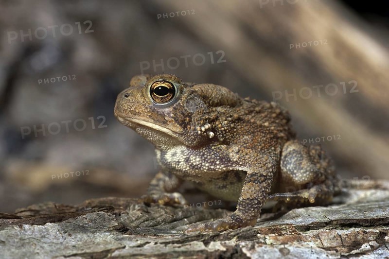 American Toad