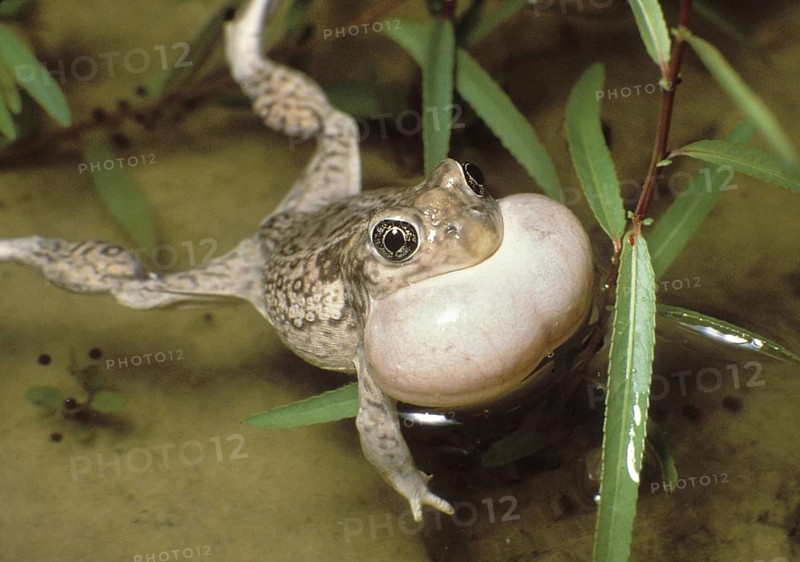 Plains Spadefoot Toad Croacking