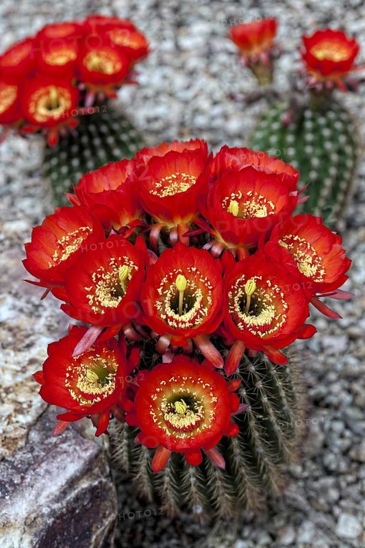 Magnificent Scarlet Cactus