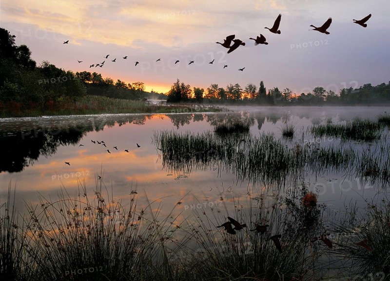 Pine Barrens