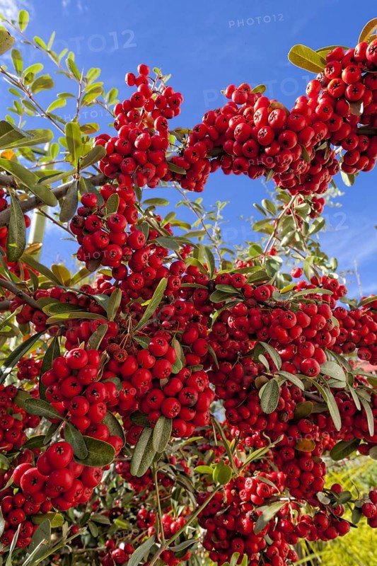 (berries) is a genus of thorny evergreen large shrubs in the family Rosaceae, with common names firethorn (Pyracantha) or pyracantha. Pyracantha berries are mildly poisonous as they contain Cyanogenic glycosides