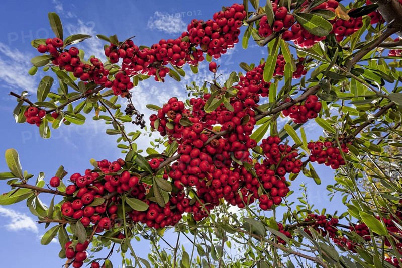(berries) is a genus of thorny evergreen large shrubs in the family Rosaceae, with common names firethorn (Pyracantha) or pyracantha. Pyracantha berries are mildly poisonous as they contain Cyanogenic glycosides