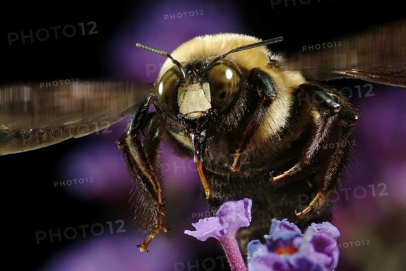 Carpenter Bee