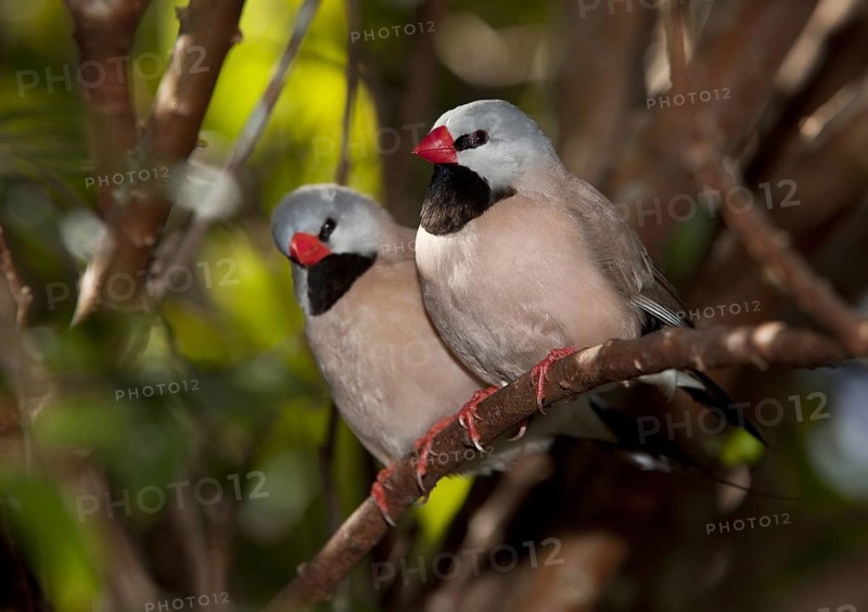 Shaft-tail Finch