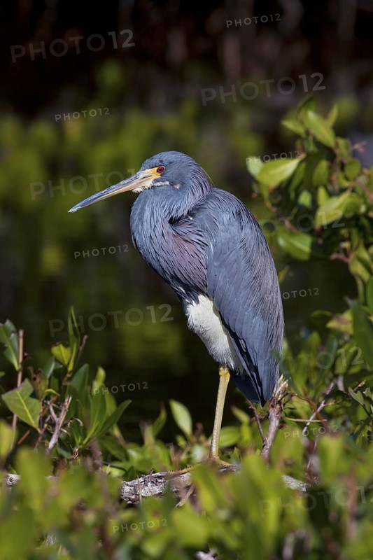 The Tricolored Heron